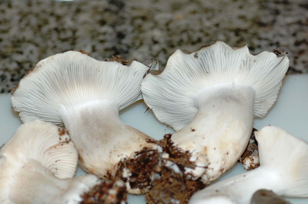 Le prime  morchelle del 2008